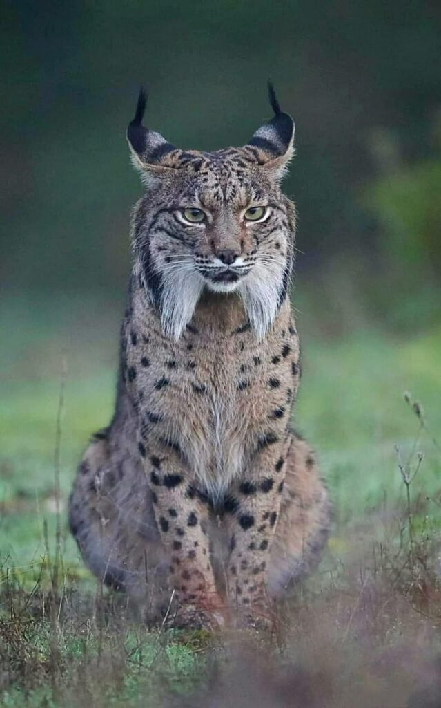 Iberian Lynx