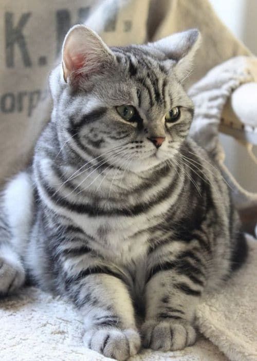 Low-maintenance American Shorthair cat, ideal for busy families.