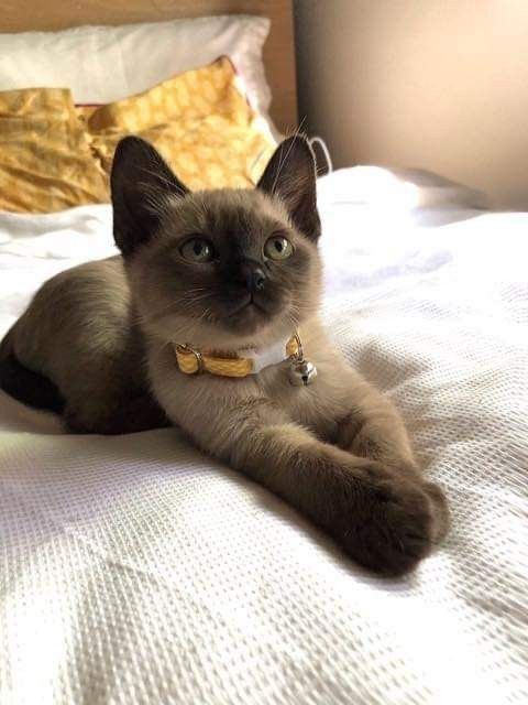 Burmese cat with golden eyes, a loyal and affectionate breed for first-time owners.