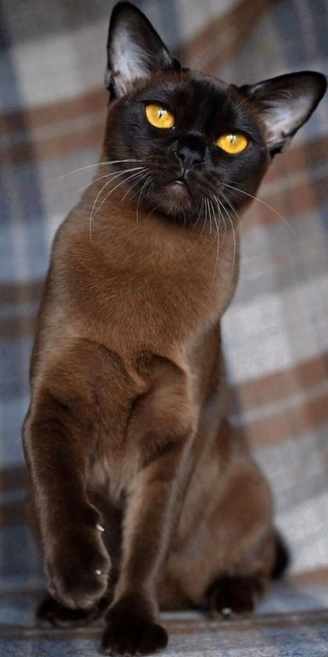 Sweet Burmese cat, known for its striking features and calm personality.