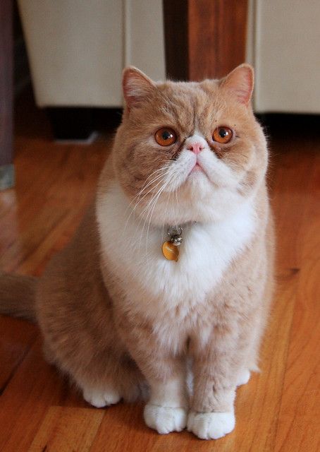 Exotic Shorthair cat, a low-maintenance alternative to the Persian breed