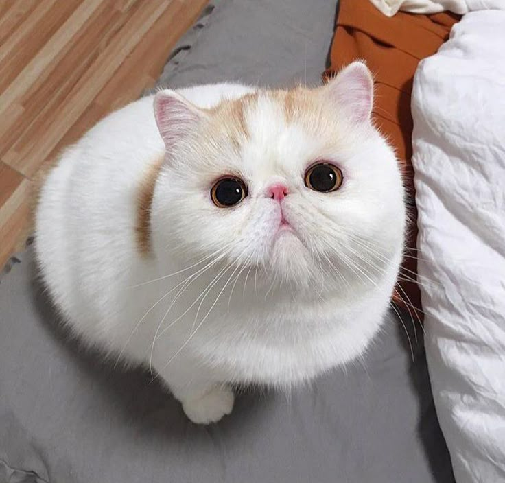 Cute Exotic Shorthair cat with a thick, dense coat, perfect for beginners