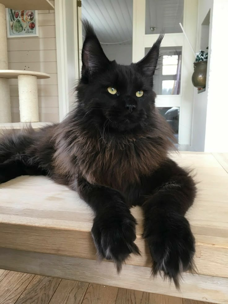 Large Maine Coon cat with tufted ears and a fluffy coat, perfect for families.