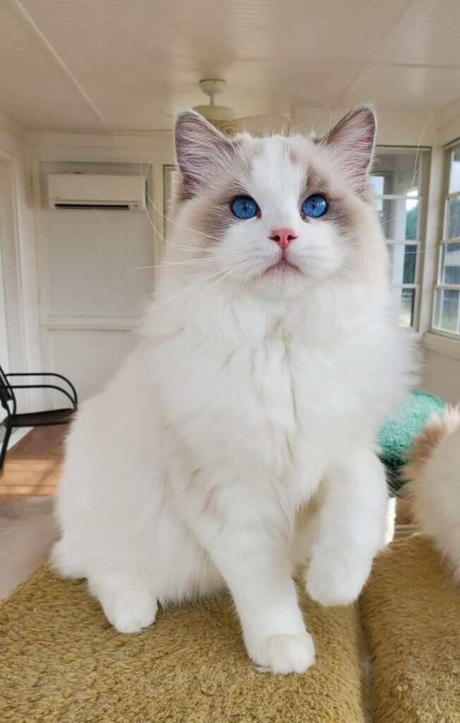 Ragdoll cat with blue eyes and a silky coat, a laid-back breed for families