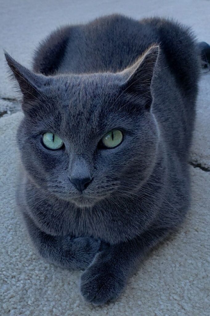 Russian Blue cat with emerald green eyes, a quiet and elegant breed for beginners