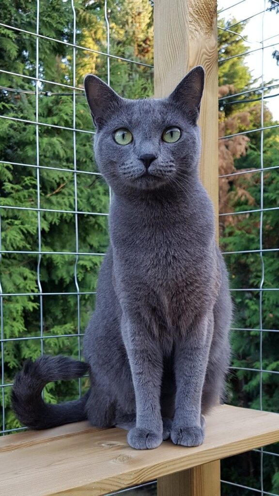 Low-maintenance Russian Blue cat, perfect for first-time cat owners