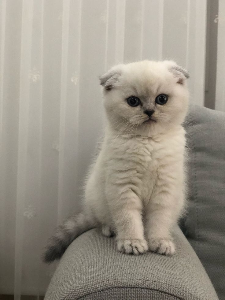 Scottish Fold cat with unique folded ears, a sweet and affectionate breed.