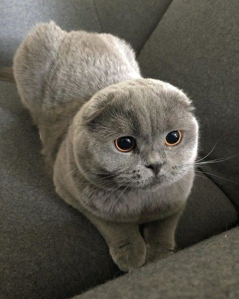 Owl-like Scottish Fold cat, perfect for first-time cat owners.