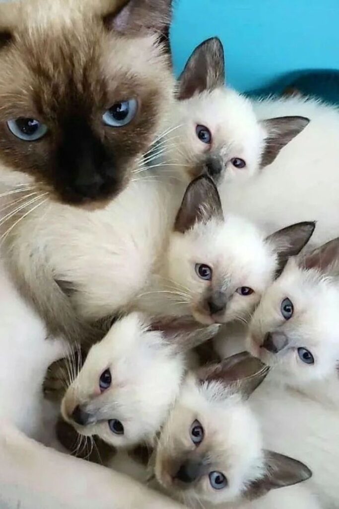 Playful Siamese cat, one of the best low-maintenance cat breeds for first-time owners.