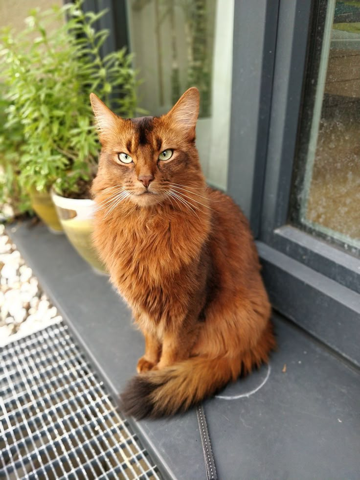 Playful Somali cat with a bushy tail, a great choice for active households