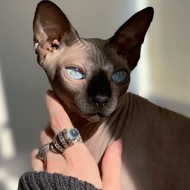 Hairless Sphynx cat, a hypoallergenic and energetic breed for beginners