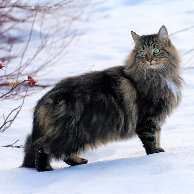 Maine Coon