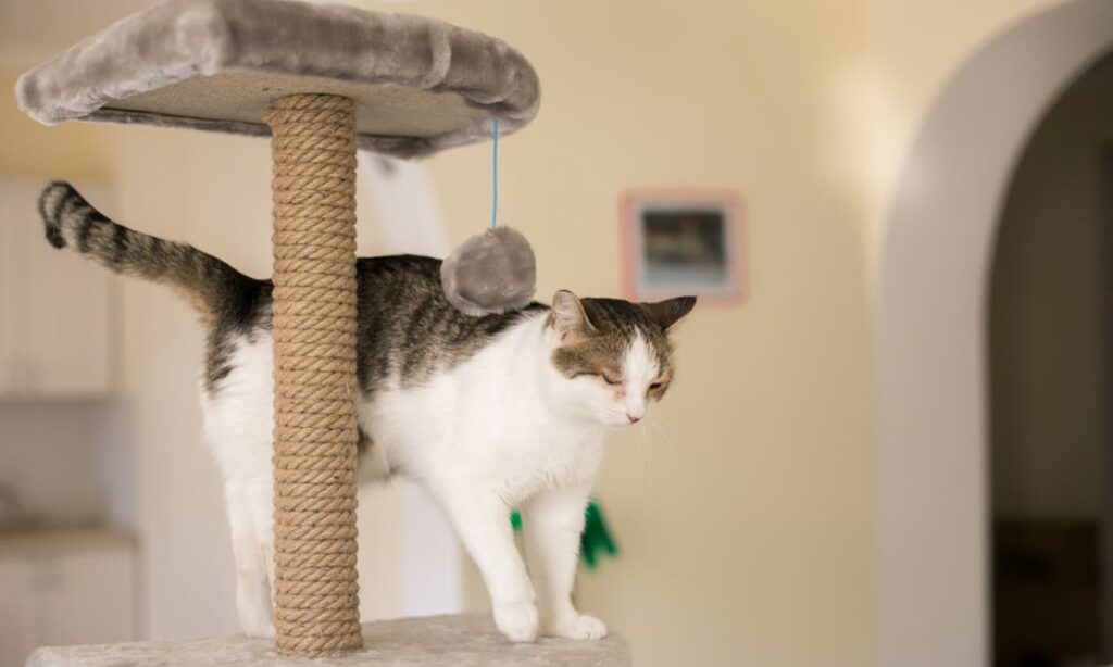 cat trees